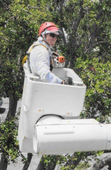Arborist — Man cutting a branch in North Palm Beach, FL Arborist — Man cutting a branch in North Palm Beach, FL