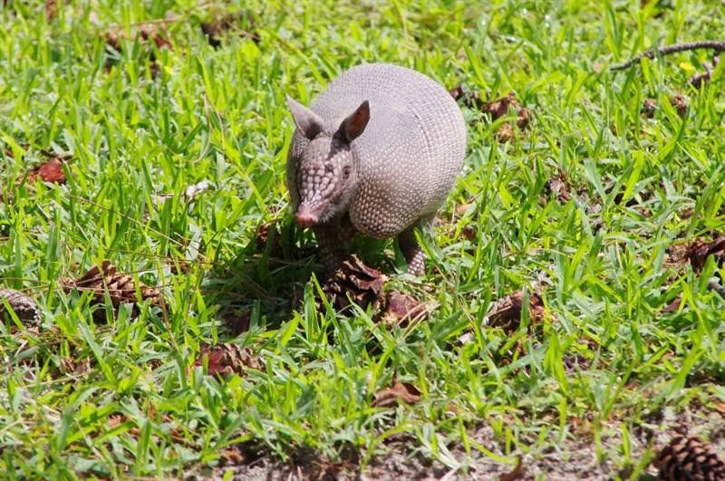 Westwood Shores Wildlife