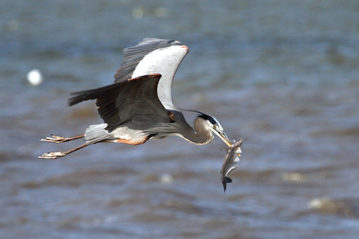 Westwood Shores Wildlife