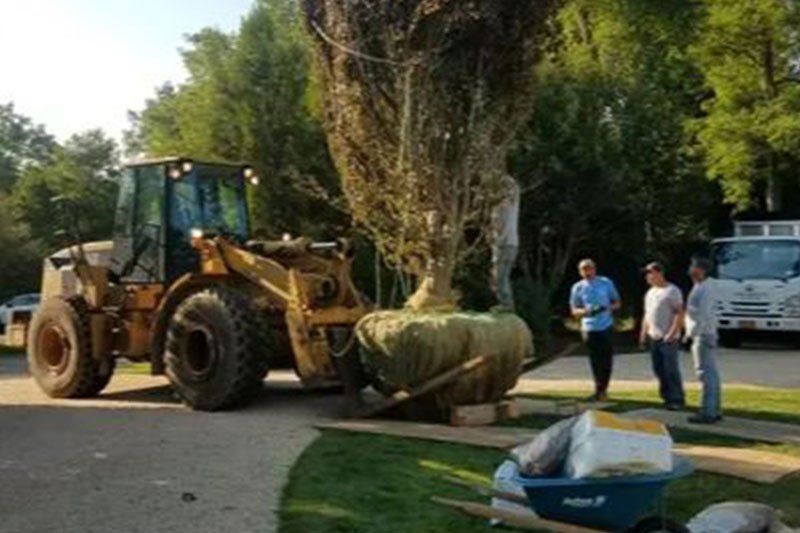 Dreamyard Landscaping, Inc. | Transplanting - Southampton, NY Front-end loader moving a large tree wrapped in burlap. Three men observe on a driveway.