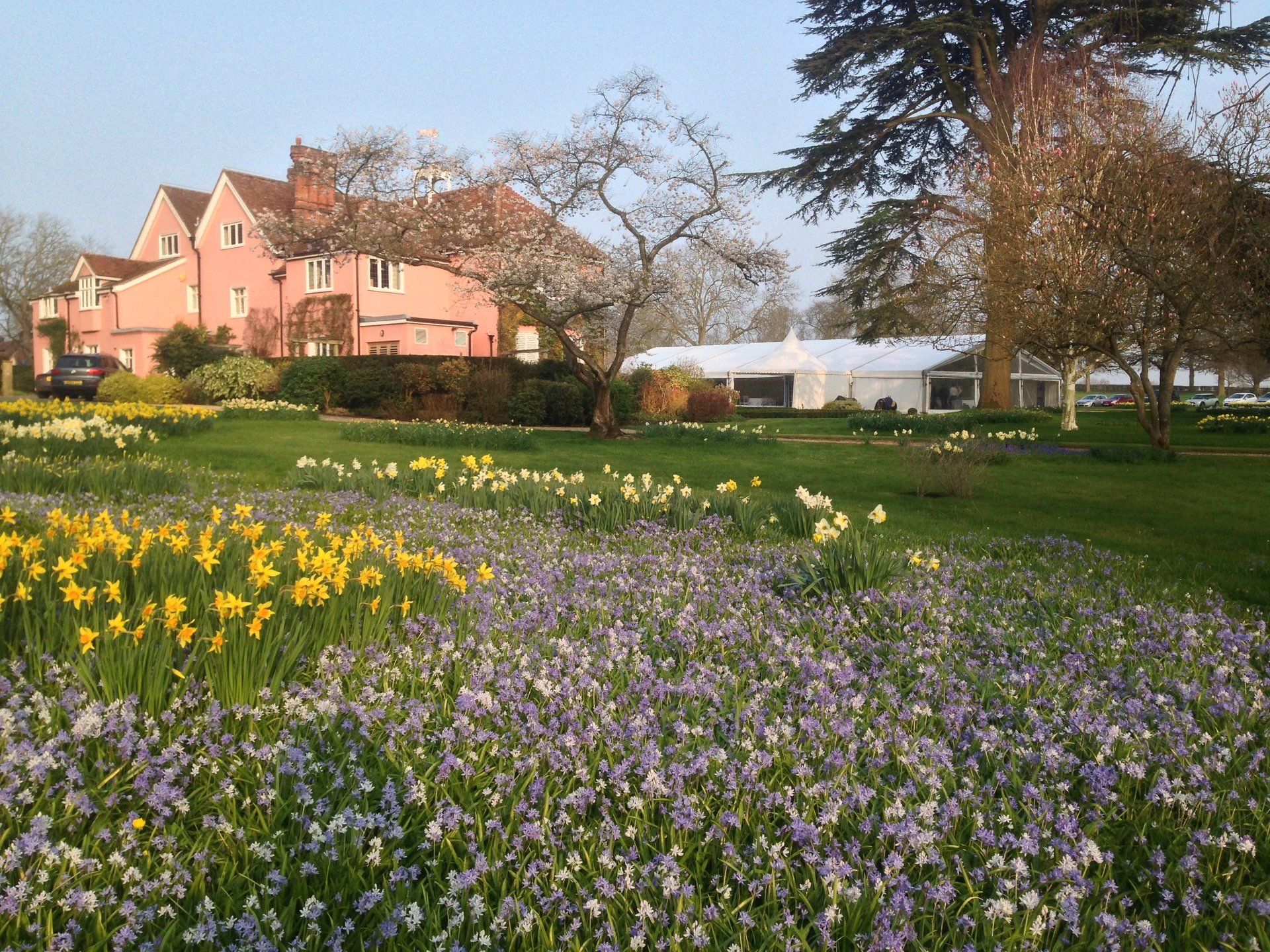 Spring meadow with yellow and purple flowers in front of a pink house and trees