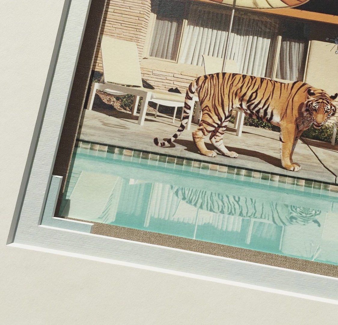 A framed photograph shows a tiger walking past a backyard swimming pool next to patio furniture.