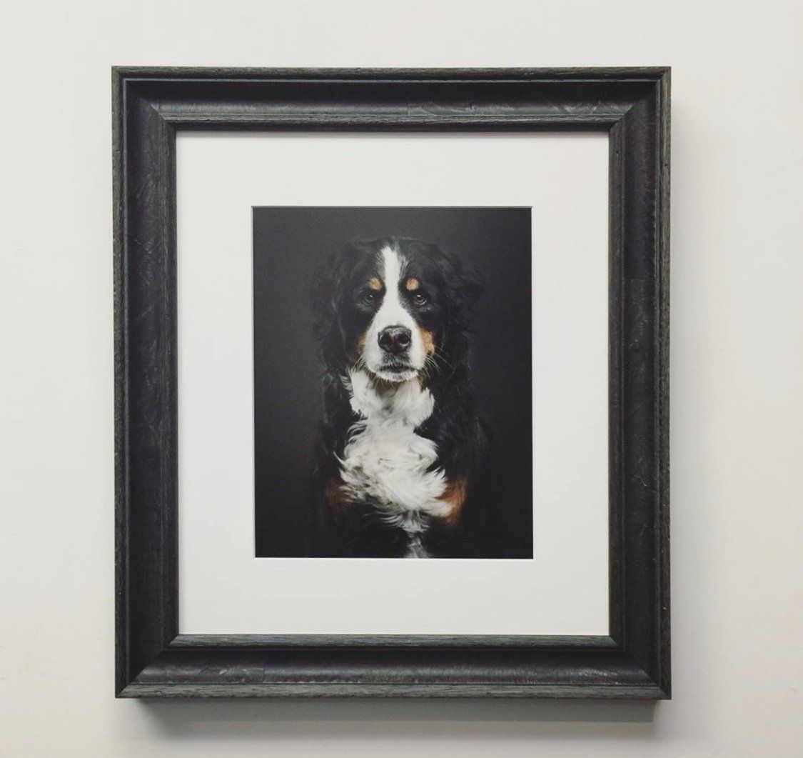 A framed portrait of a Bernese Mountain Dog with a black-and-white face on a dark background.