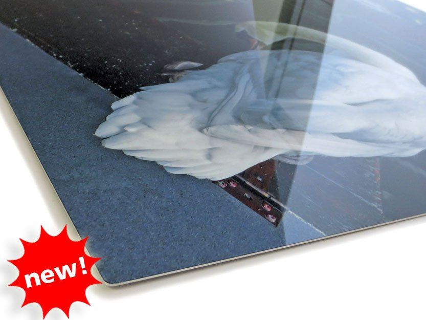 A glossy, high-quality photograph printed on metal with a white swan, accented by a red