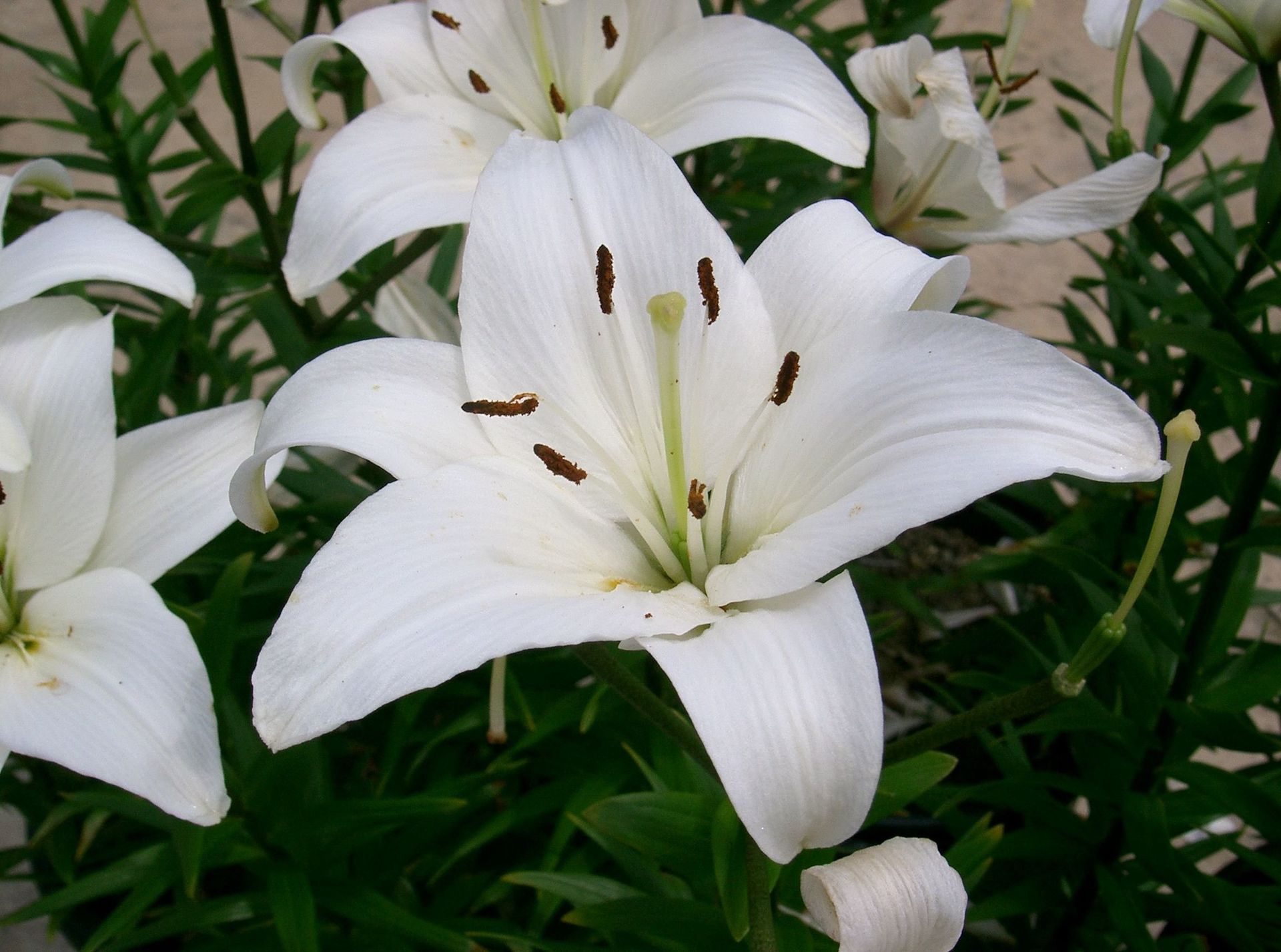 The Lily Funeral- £1687 plus doctors and cremation fees The Lily Funeral- £1687 plus doctors and cremation fees