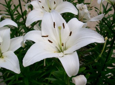 The Lily Funeral- £1687 plus doctors and cremation fees The Lily Funeral- £1687 plus doctors and cremation fees