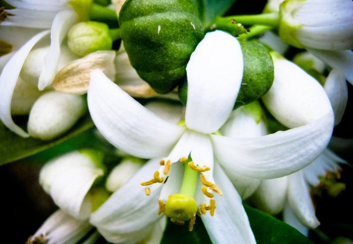 Carmelina's funeral care serving in Shipley, Baildon, Bradford, Ilkley, Keighley, Skipton, Leeds, Halifax and the West Yorkshire area. Carmelina's funeral care serving in Shipley, Baildon, Bradford, Ilkley, Keighley, Skipton, Leeds, Halifax and the West Yorkshire area.