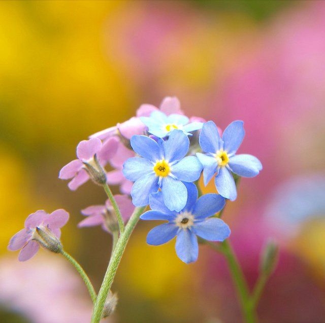 Forget Me Not - Complete Price £1303 including all fees Forget Me Not - Complete Price £1303 including all fees