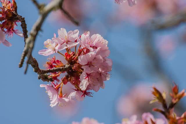 Cherry Blossom Funeral - £810 plus doctors and cremation fees Cherry Blossom Funeral - £810 plus doctors and cremation fees
