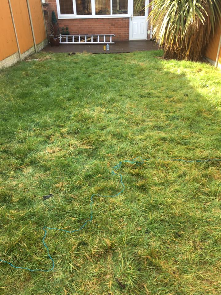 grass
