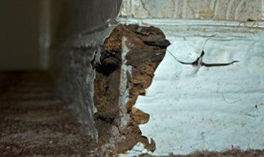 dry wood rot