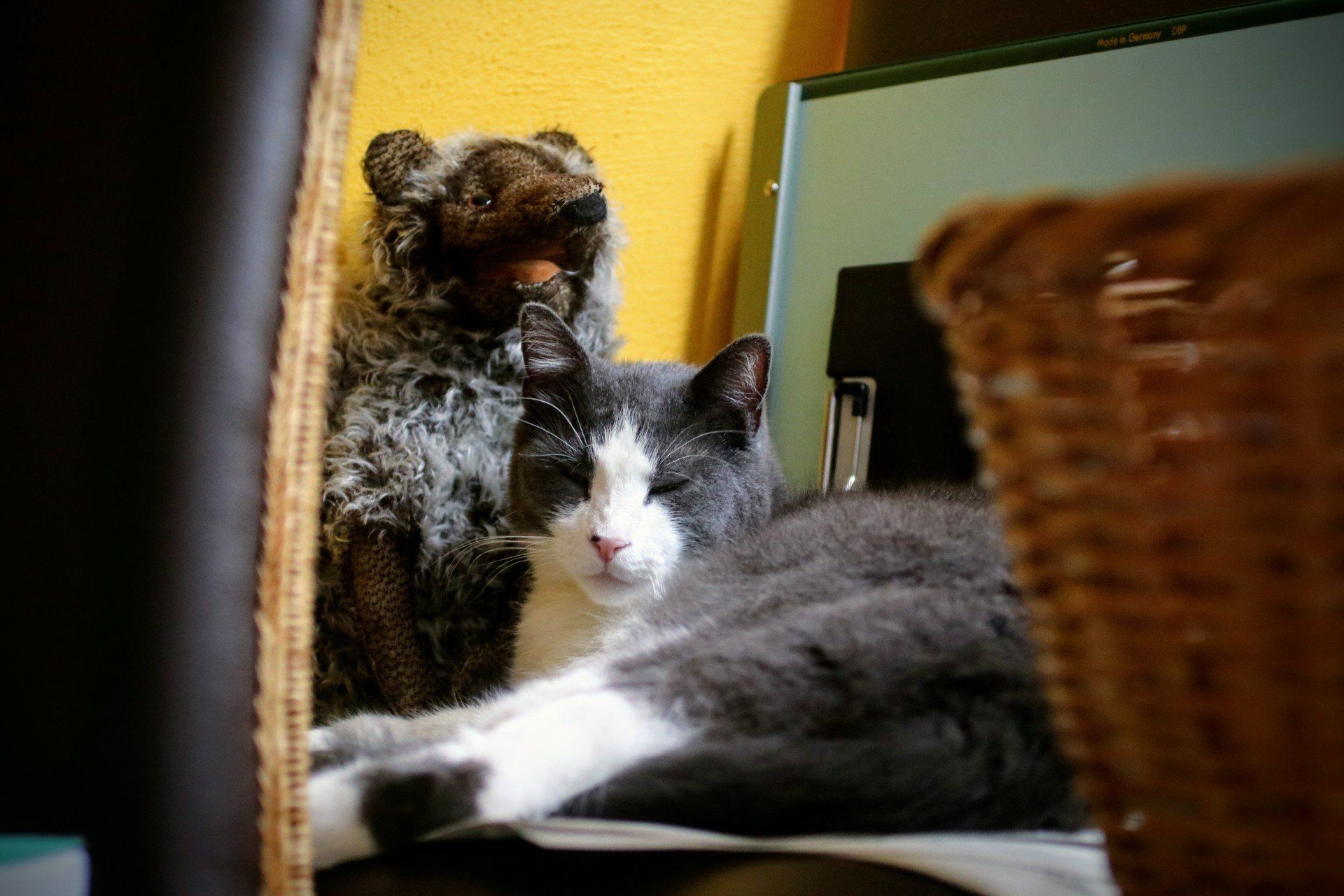 Eine grau-weiße Katze, die neben einem Stofftier liegt