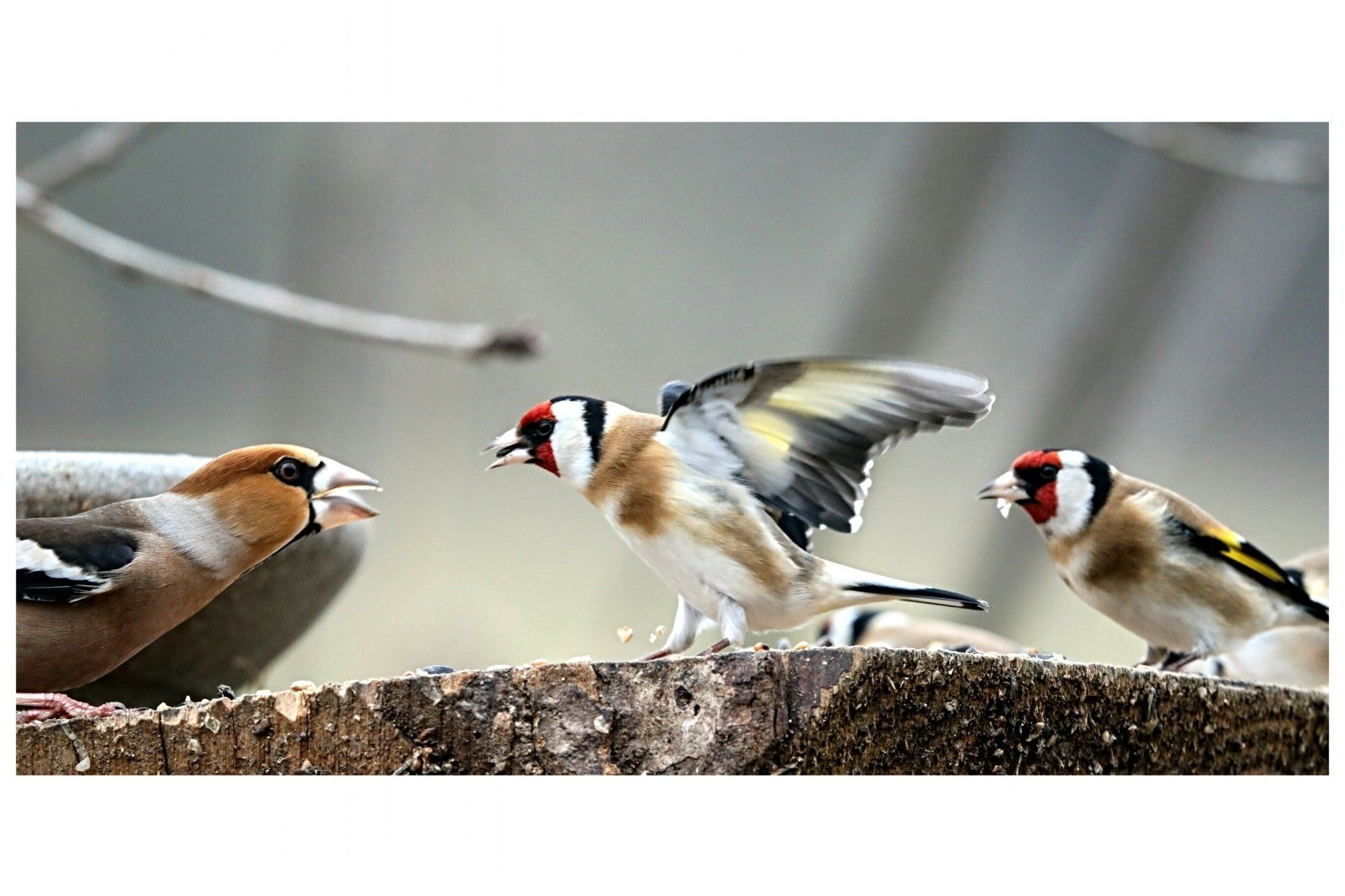 Eine Gruppe Vögel steht auf einem Baumstumpf.