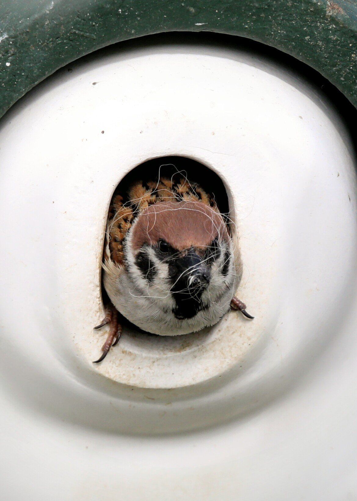 Ein kleiner Vogel steckt seinen Kopf aus einem Loch in einer Wand.