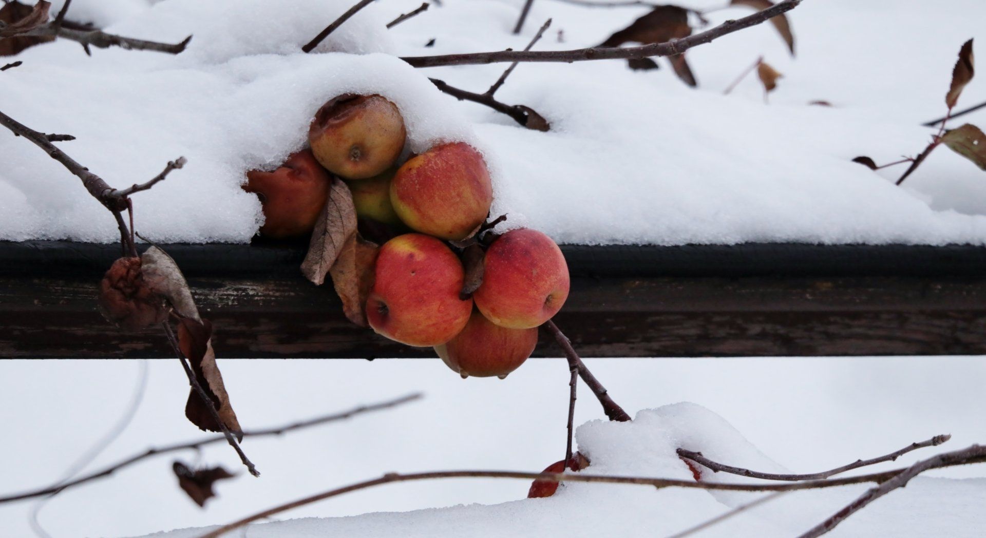 Ein Bündel Äpfel, die von einem schneebedeckten Ast hängen