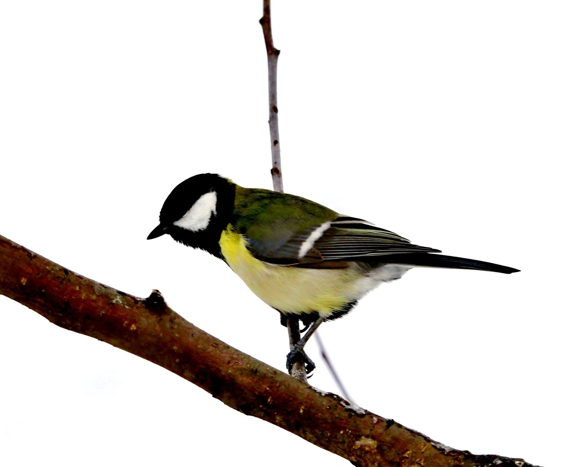 Ein kleiner Vogel thront auf einem Ast mit einem weißen Hintergrund