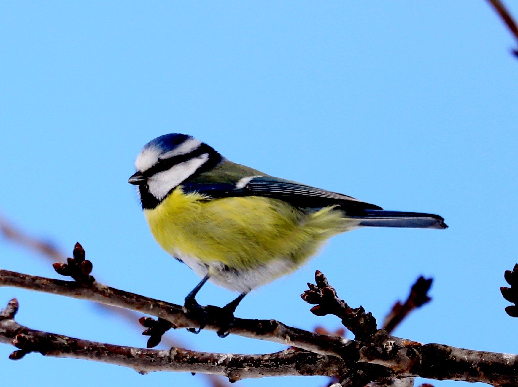 Ein kleiner Vogel thront auf einem Ast mit einem blauen Himmel im Hintergrund