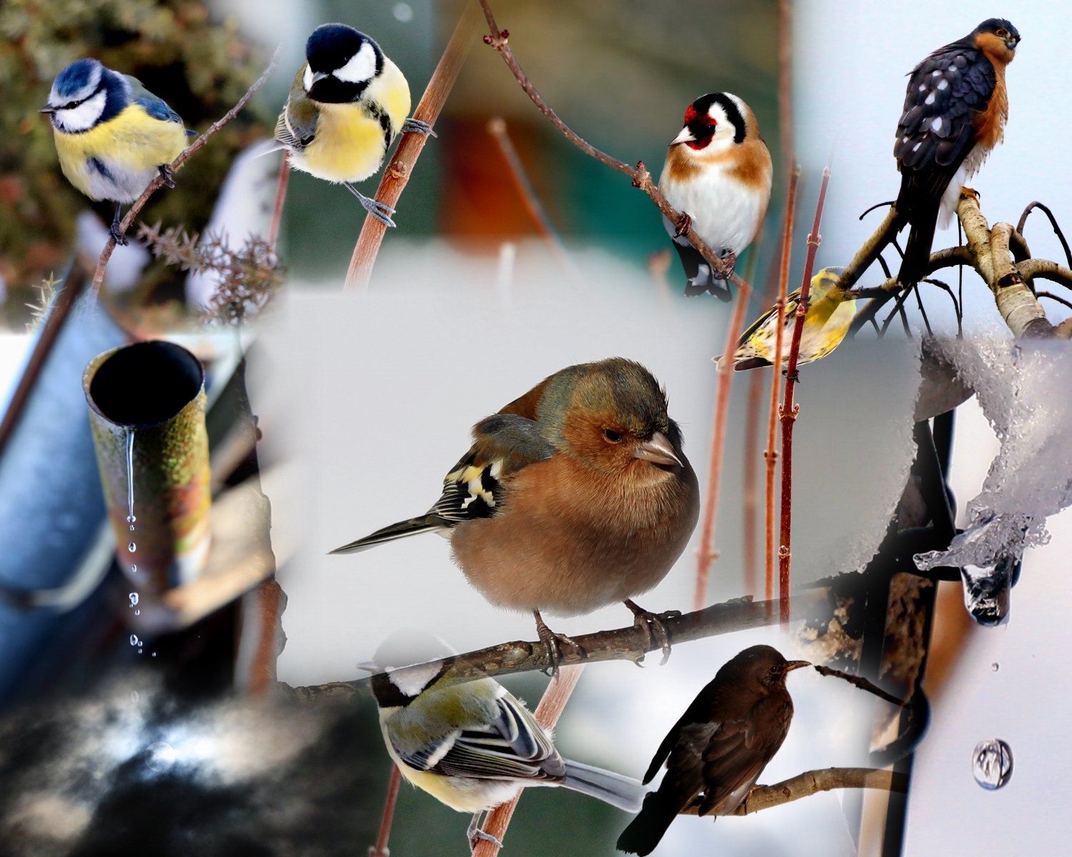 Eine Collage von Vögeln, die auf Ästen im Schnee sitzen