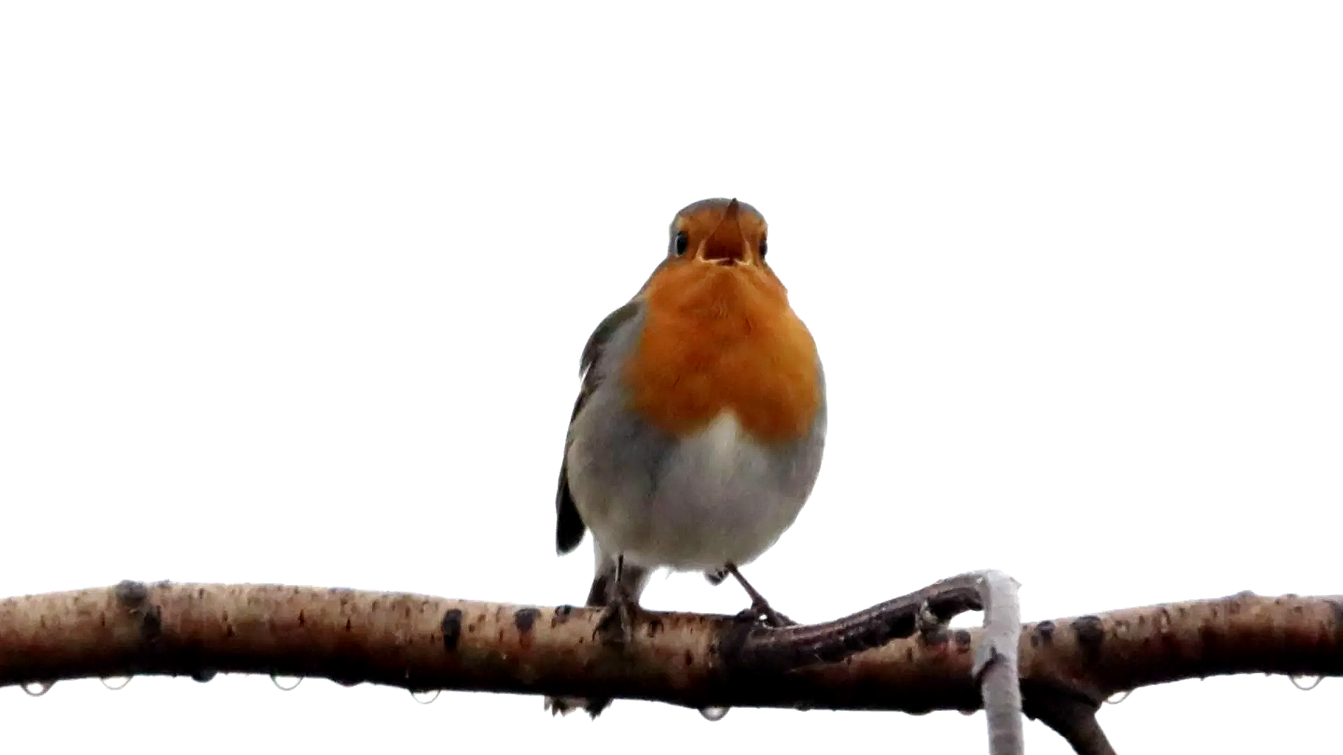 Ein kleiner Vogel sitzt auf einem Ast, auf dem Wassertropfen tropfen.