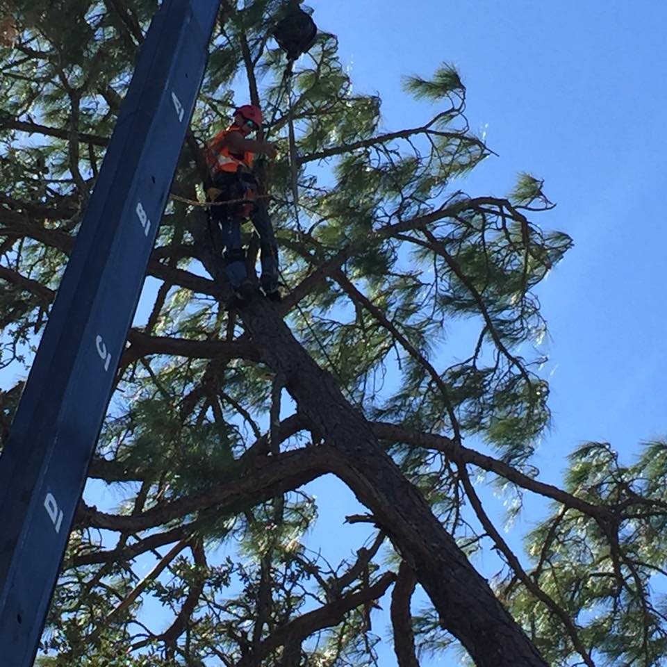 Tree being removed with the help of machine
