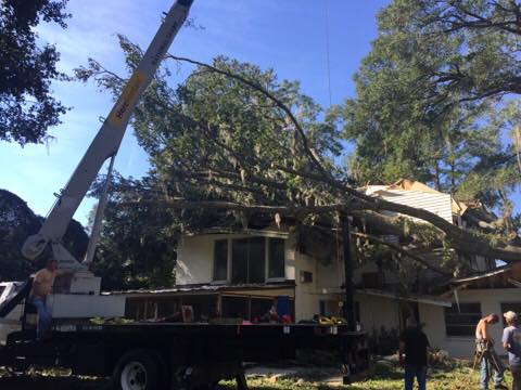 Tree removal in progress