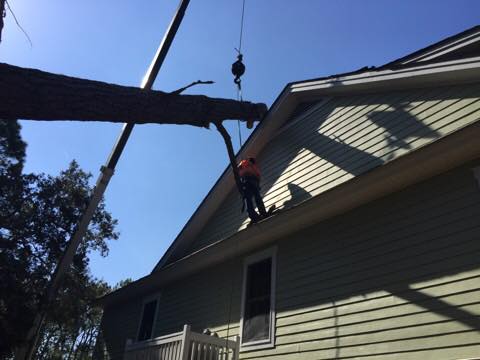 Tree removal in progress