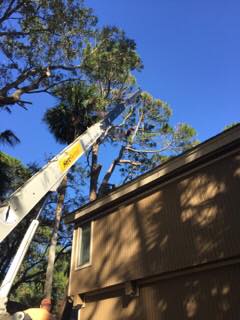 Tree being removed