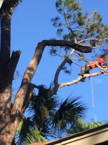 Tree being removed