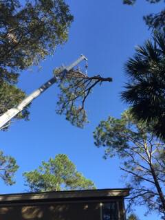 Tree being removed