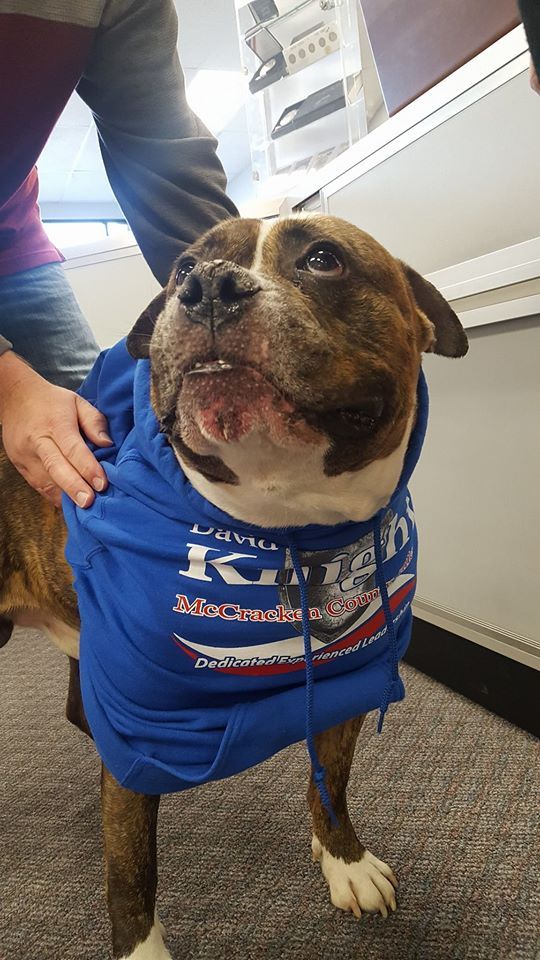 Cute Dog  Wearing Sweater — Paducah, KY — Hoskins Coin & Gold Exchange