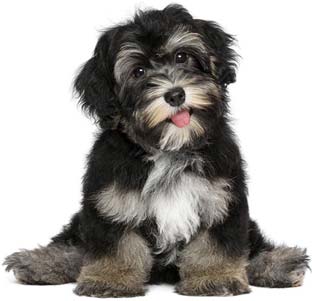 Funny smiling black and tan havanese puppy dog — Day Care & Night in Huntersville, NC Funny smiling black and tan havanese puppy dog — Day Care & Night in Huntersville, NC