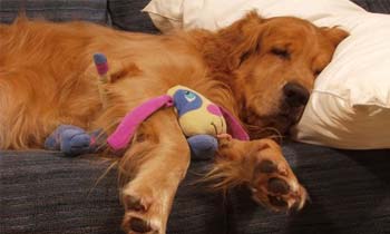 Golden Retriever Sleeping with a Toy — Day Care & Night in Huntersville, NC Golden Retriever Sleeping with a Toy — Day Care & Night in Huntersville, NC