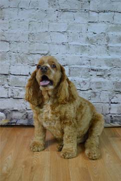 Dog — Pet Grooming in Huntersville, NC Dog — Pet Grooming in Huntersville, NC