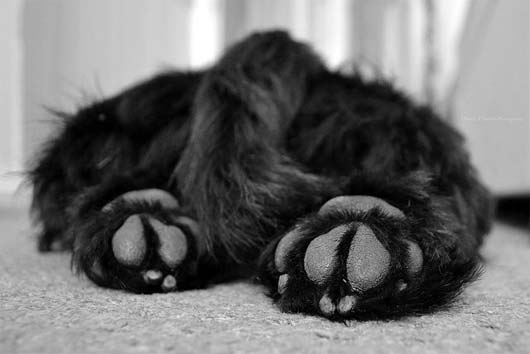 Dog Paws — Pet Grooming in Huntersville, NC Dog Paws — Pet Grooming in Huntersville, NC