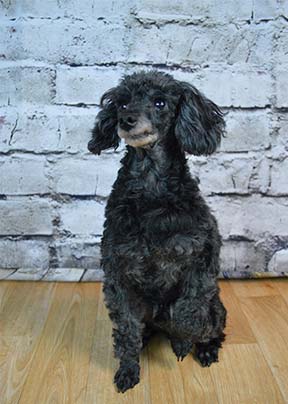Newly Groomed - Pet Grooming in Hunsterville, NC Newly Groomed - Pet Grooming in Hunsterville, NC