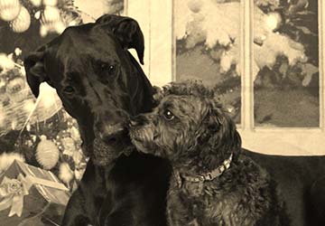 Lovely Dogs - Dog Grooming in Hunstersville, NC Lovely Dogs - Dog Grooming in Hunstersville, NC