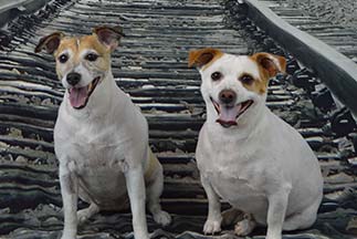 Tiny Dogs - Pet Grooming in Huntersville, NC