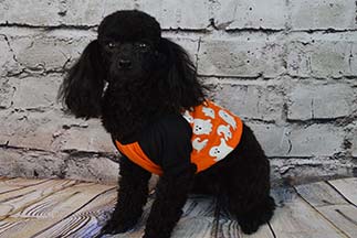 Groomed Dog - Pet Grooming in Huntersville, NC