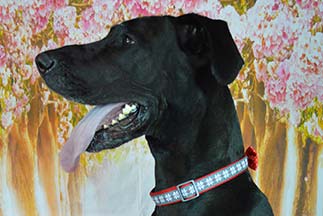 Big Black Dog - Pet Grooming in Huntersville, NC