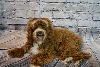 Clean Dog - Pet Haircut and Washing in Hunstersville, NC