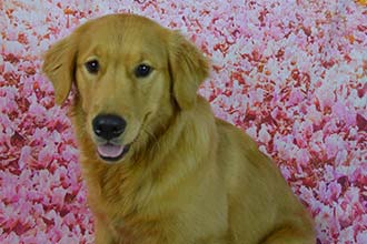 Newly Wash Dog - Pet Haircut and Washing in Hunstersville, NC