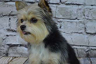 Dog with new haircut - Pet Haircut and Washing in Hunstersville, NC