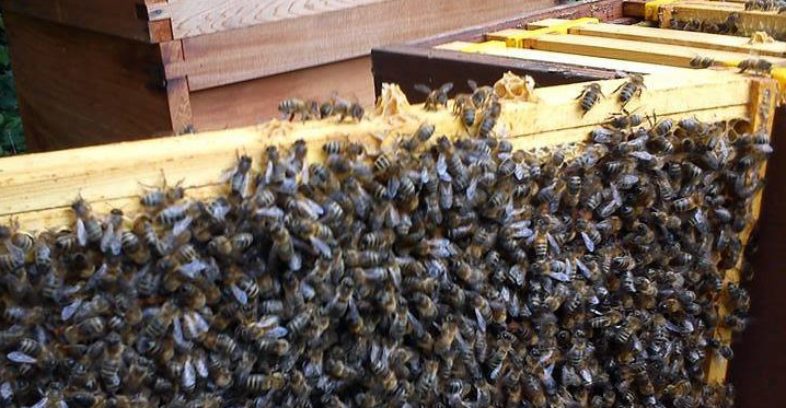 Bees at Acton Court