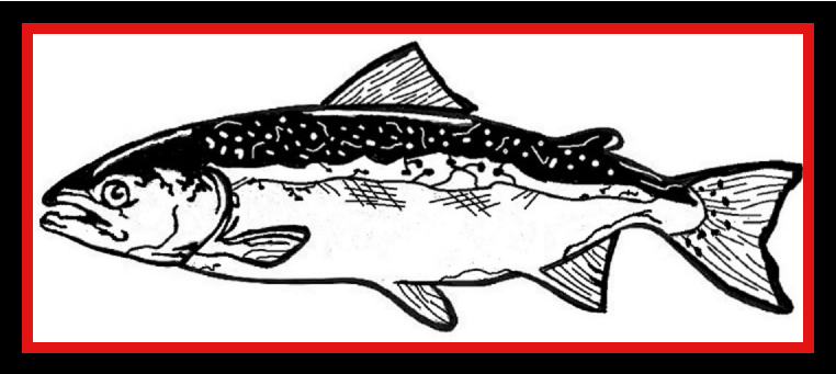Black-and-white drawing of a fish with a red border on a white background