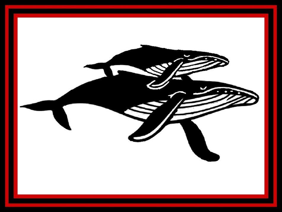 Black and white orca illustration with red-bordered frame on white background
