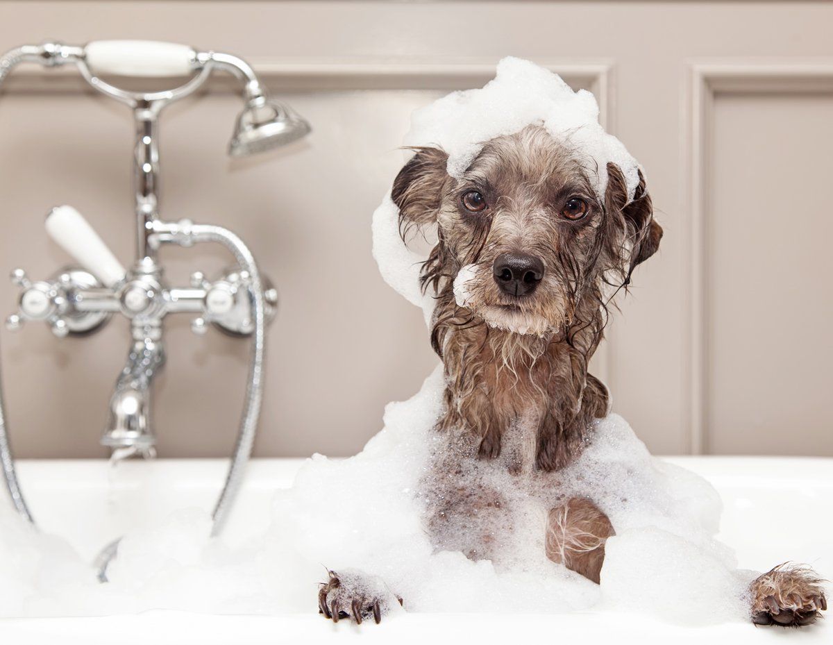 Pet Nail Clipping Newcastle | Anal Gland Expression Newcastle