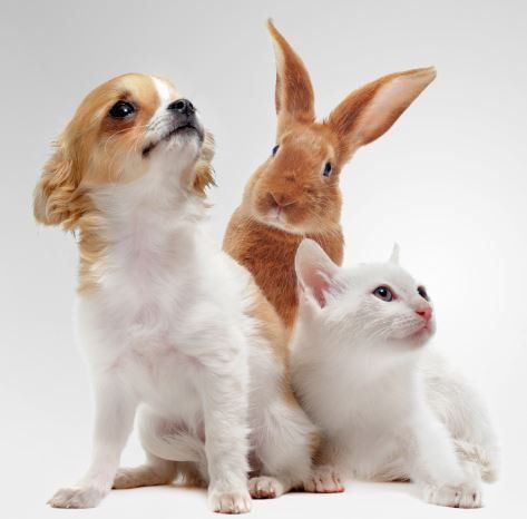 Pets