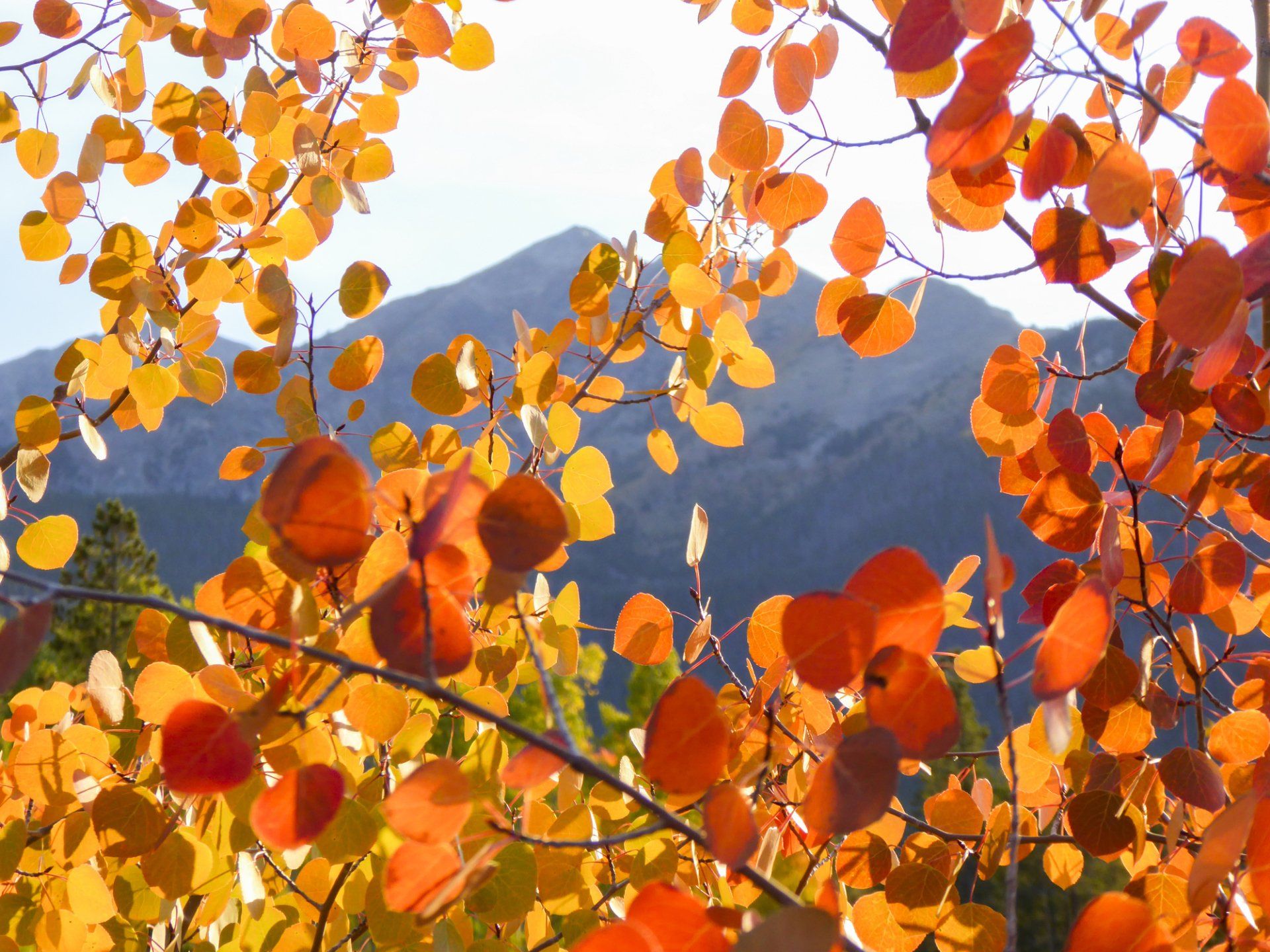 Orange Fall Tree