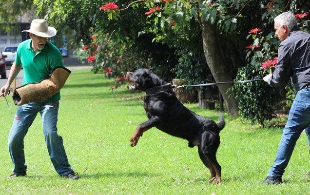 adiestramiento canino cdmx