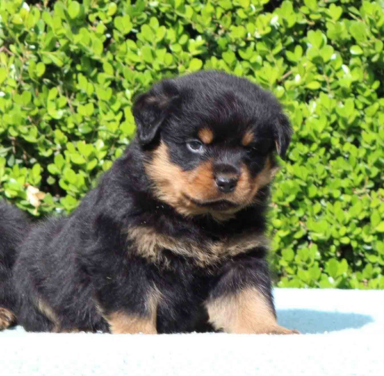 cachorros rottweiler en venta